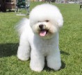 /album/galeria-de-fotos/bichon-frise-jpg/